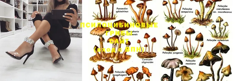 как найти   Берёзовский  Галлюциногенные грибы MAGIC MUSHROOMS 